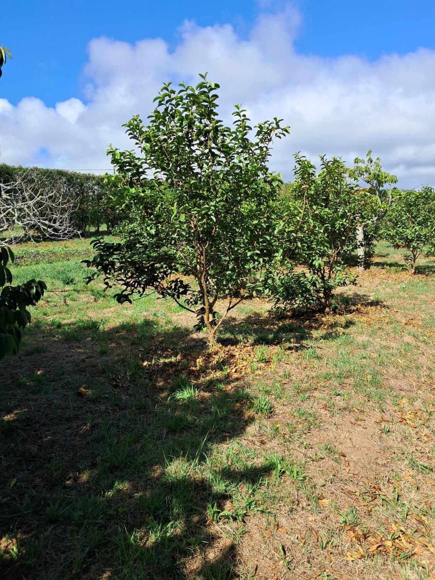 Quinta Do Norte Capelas Exterior photo